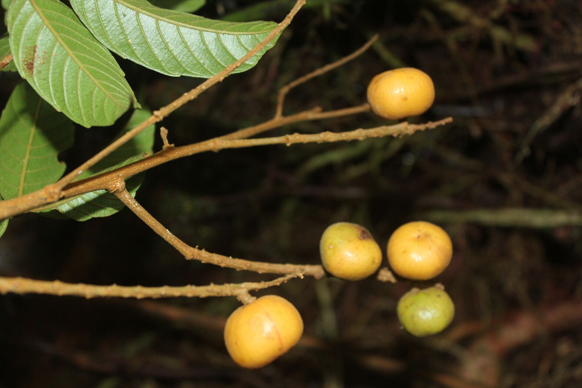 Paullinia capreolata fruit