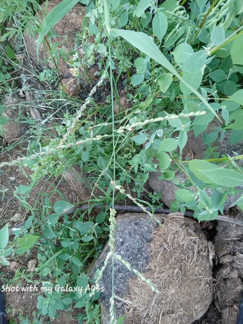 Panicum deustum flower