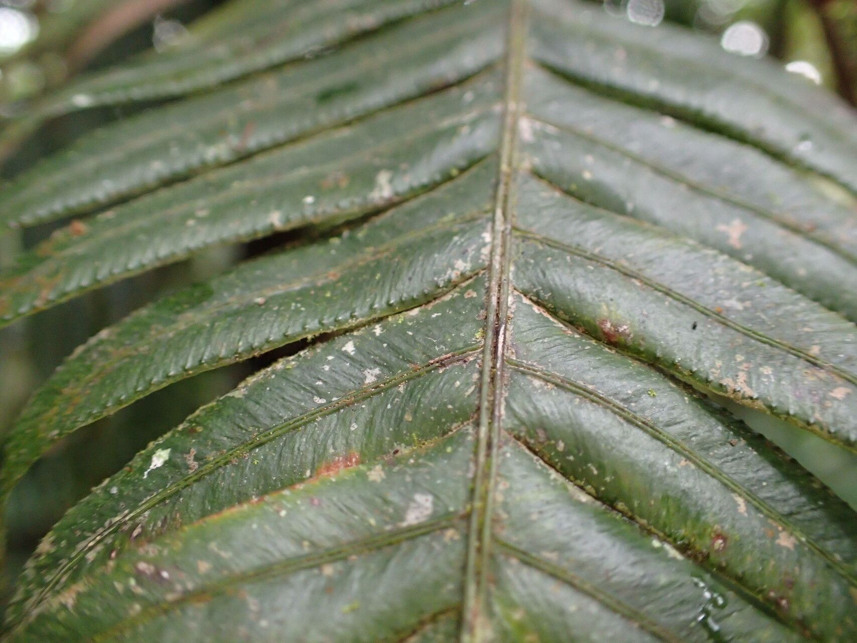 Blechnum binervatum — houseplant care guide