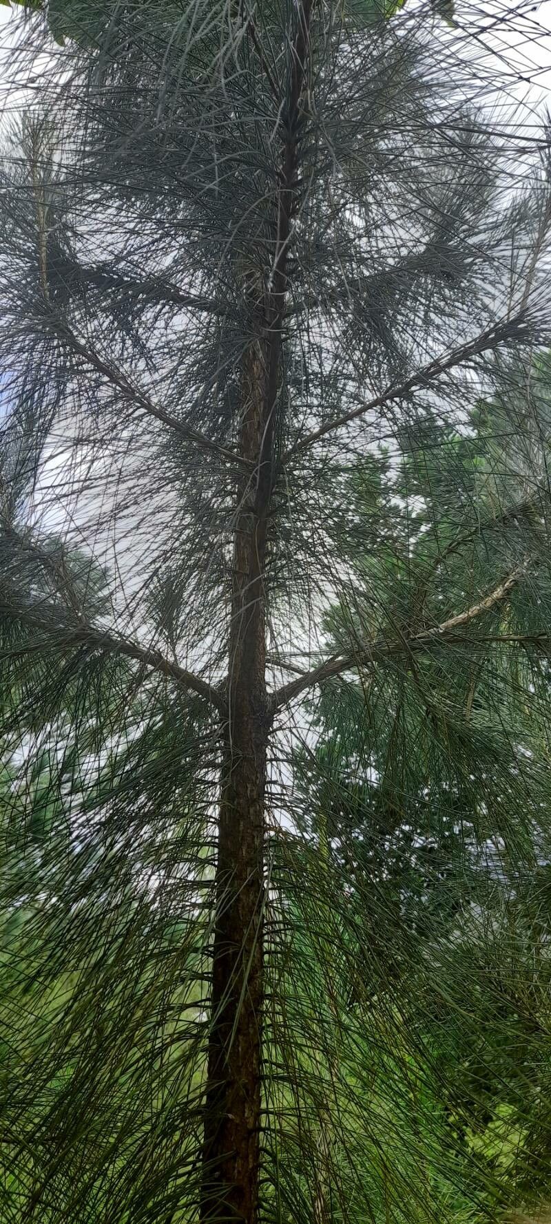 Pinus occidentalis habit