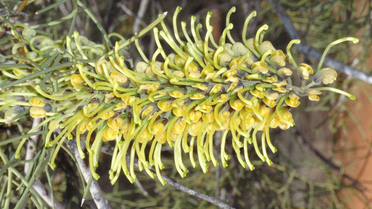 Grevillea stenobotrya flower