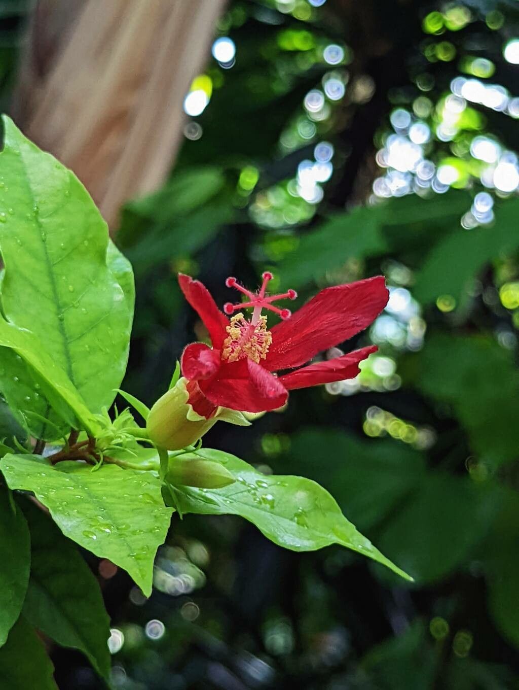 Hibiscus clayi flower