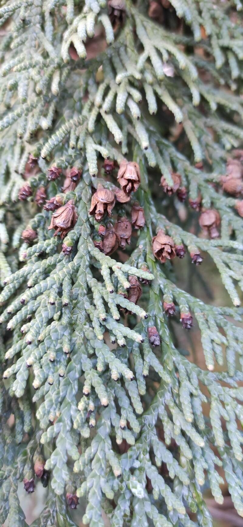 Thuja koraiensis fruit