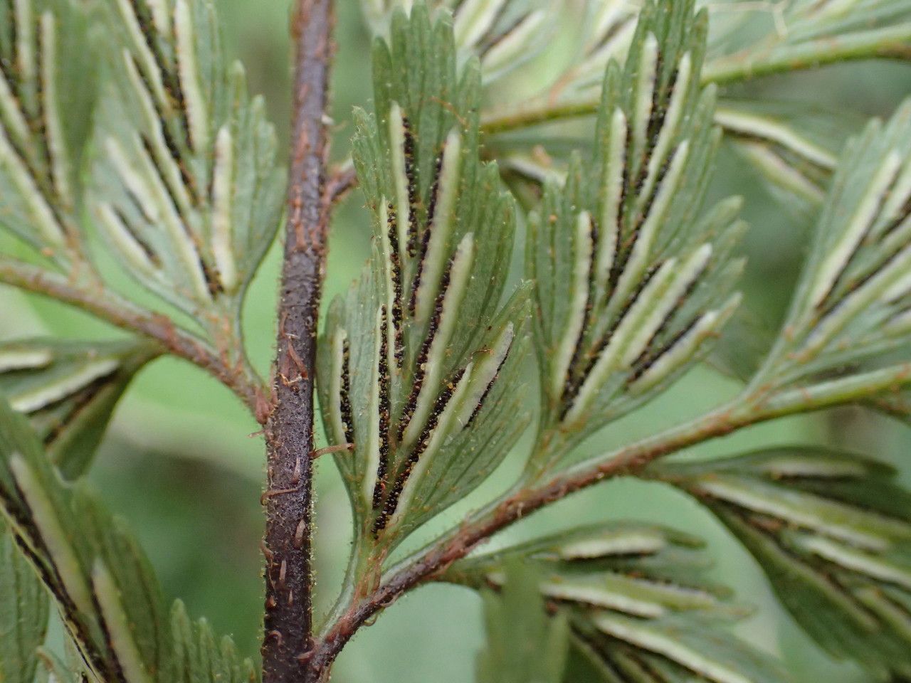 Asplenium sulcatum fruit