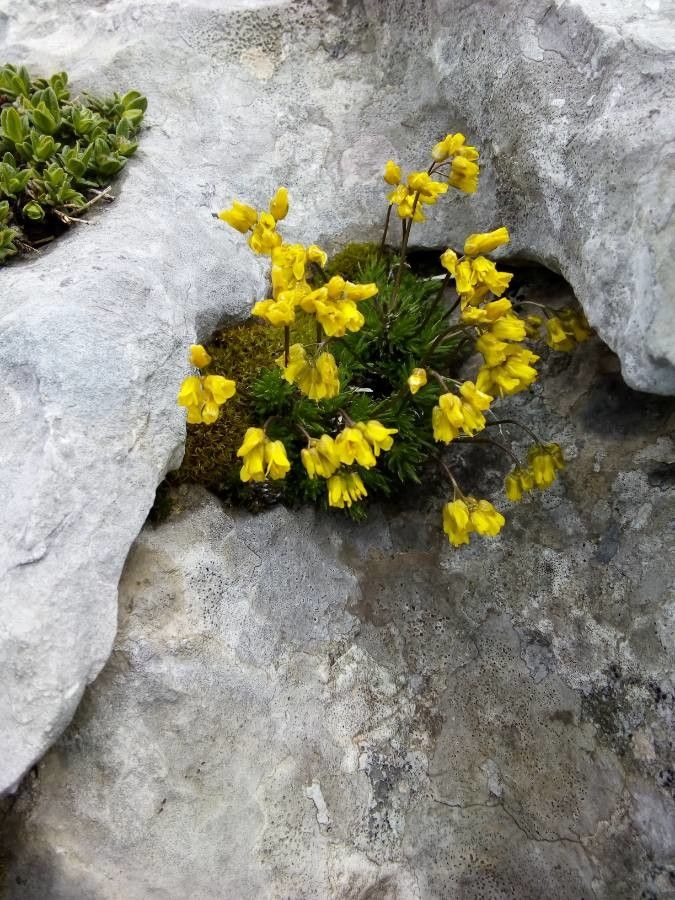 Draba aizoides flower