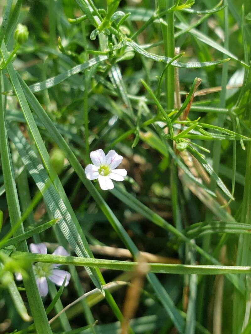 Gypsophila muralis flower