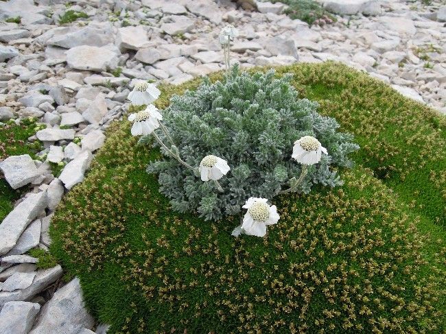 Achillea barrelieri habit