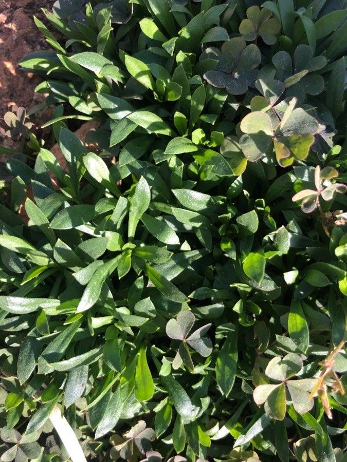 Silene saxifraga — search result for 'Saxifraga'