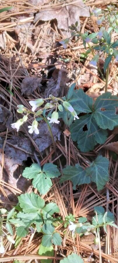 Cardamine angustata flower
