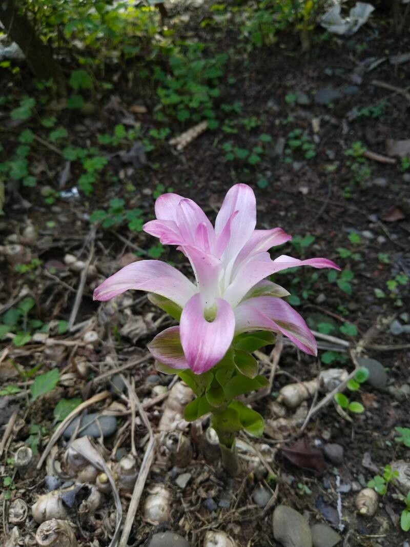 Curcuma amada flower