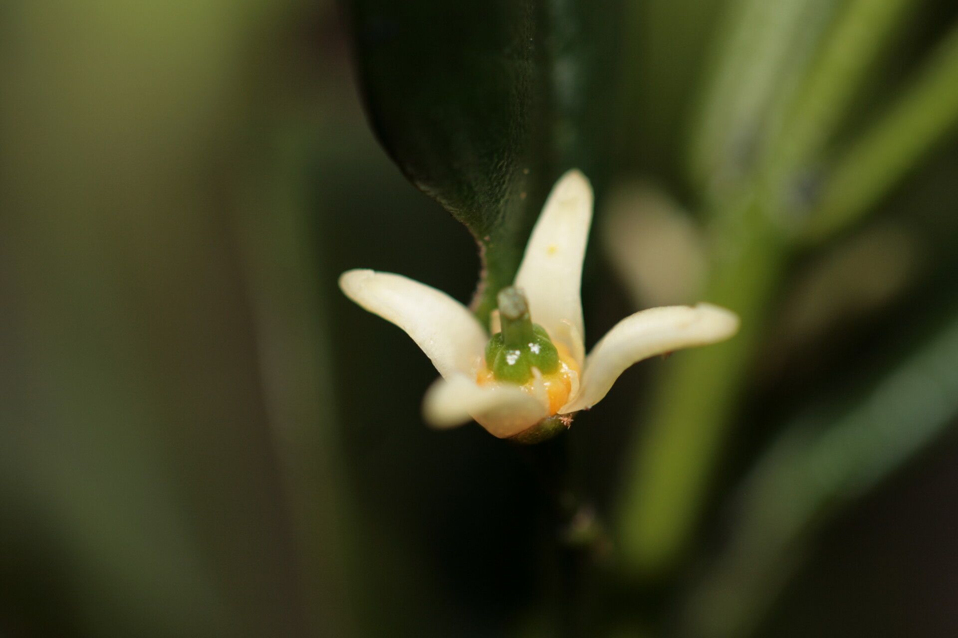Acronychia emarginata flower