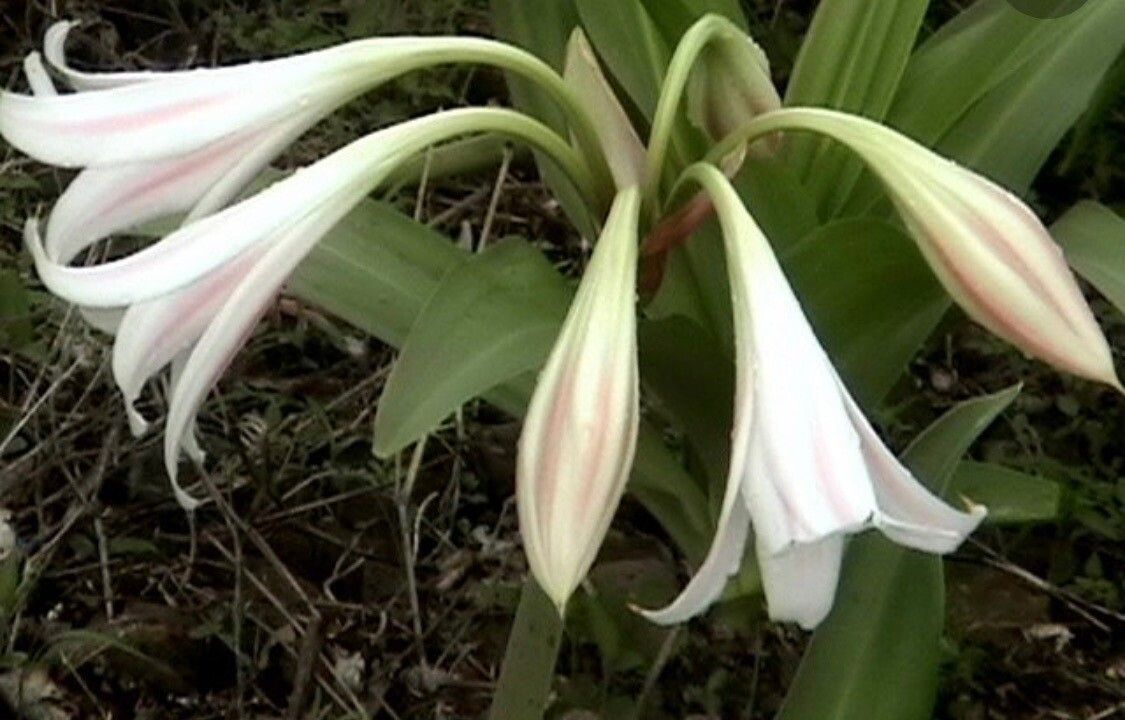 Crinum latifolium flower