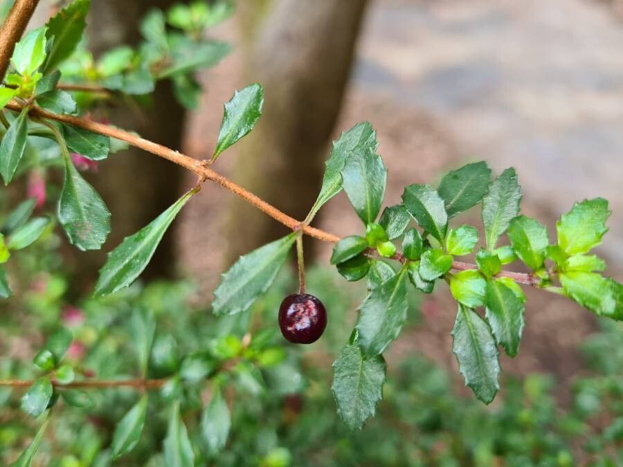 Fuchsia microphylla fruit