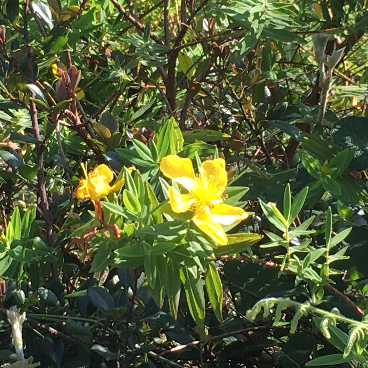 Hypericum podocarpoides flower