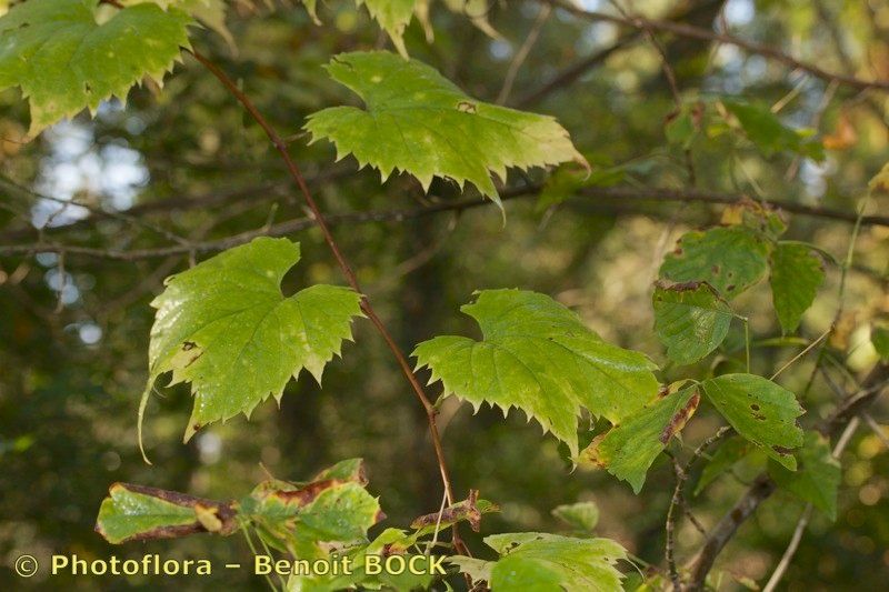 Vitis riparia x Vitis rupestris habit