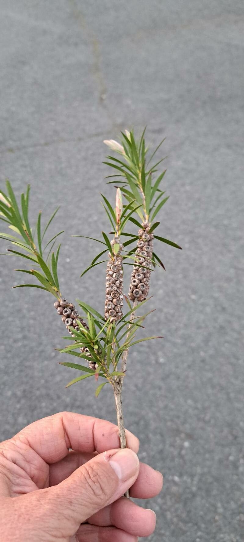 Melaleuca linearis leaf
