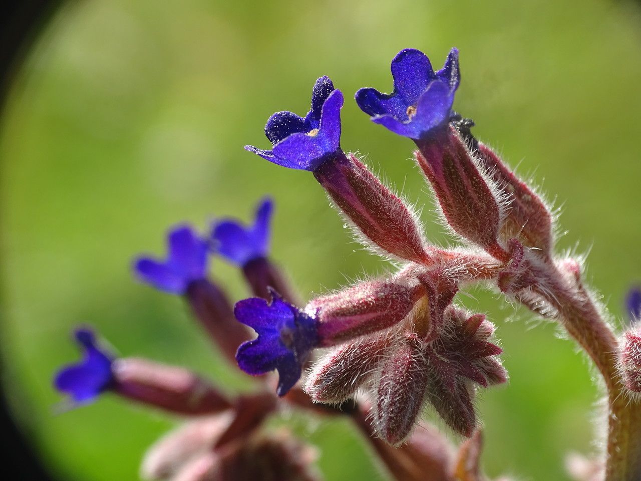 Anchusa undulata flower