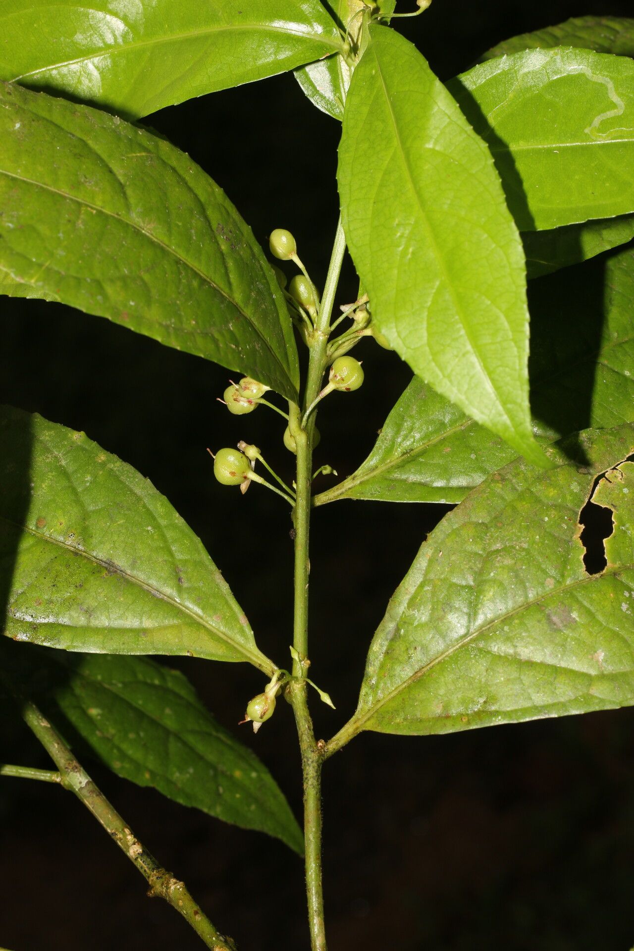 Hybanthus denticulatus — houseplant care guide