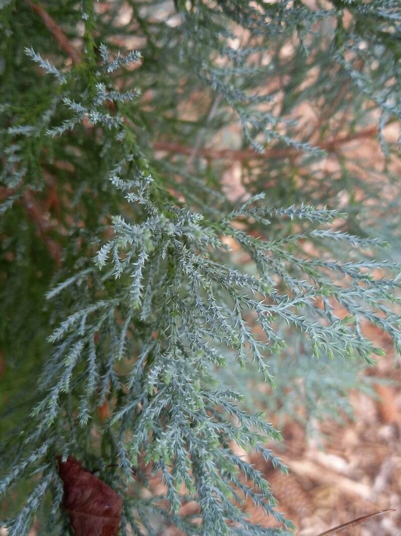 Juniperus deppeana