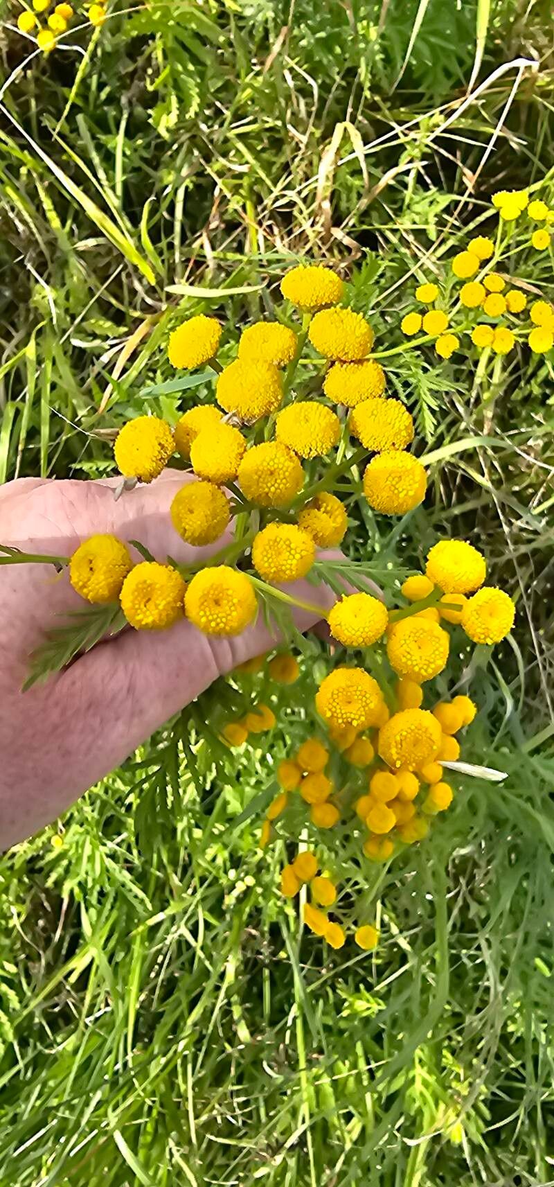Tanacetum annuum flower