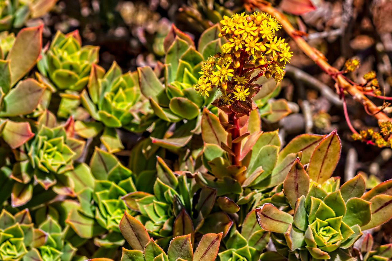Aeonium leucoblepharum habit