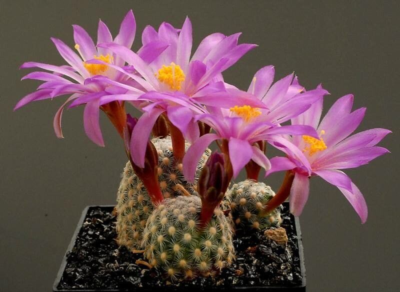 Cochemiea saboae habit