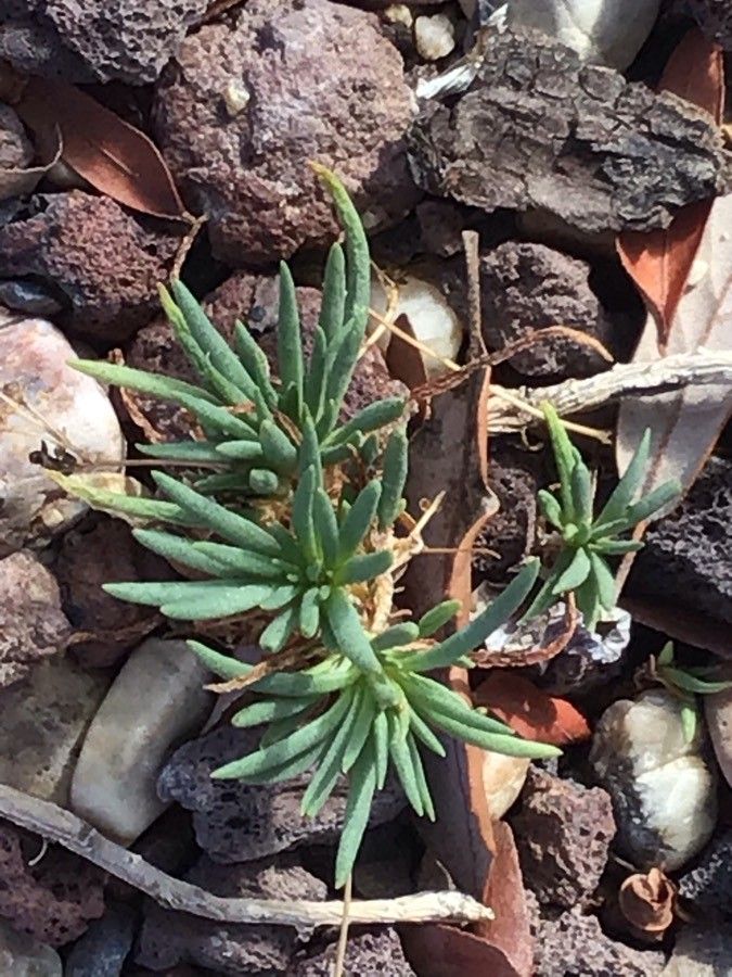 Phemeranthus punae — houseplant care guide