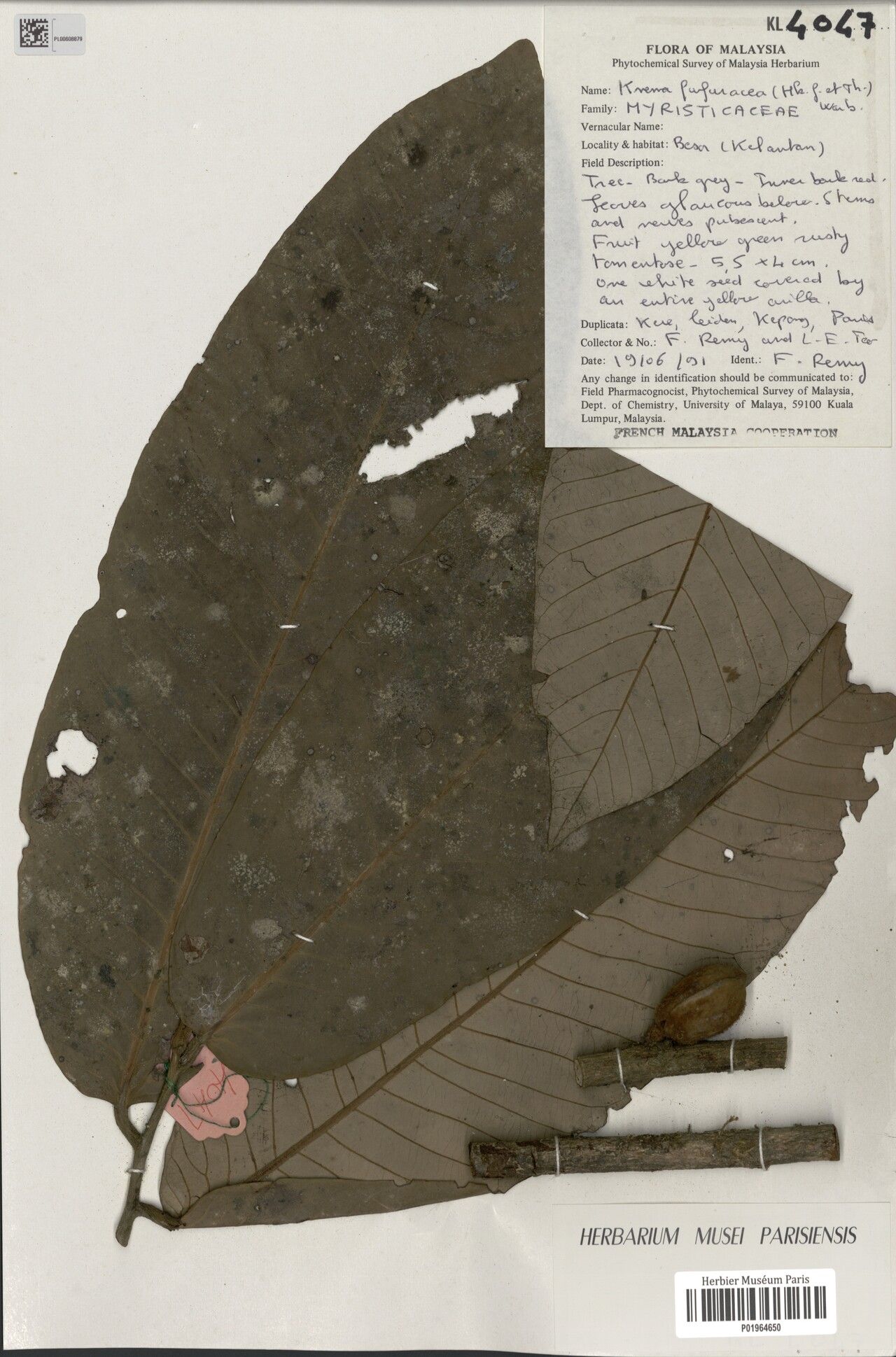 Knema furfuracea leaf