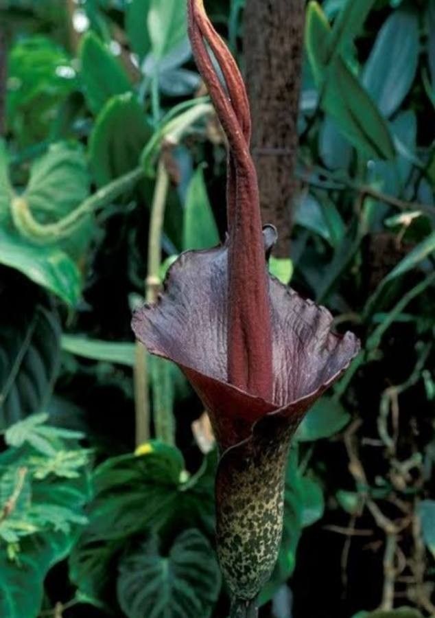 Amorphophallus konjac flower