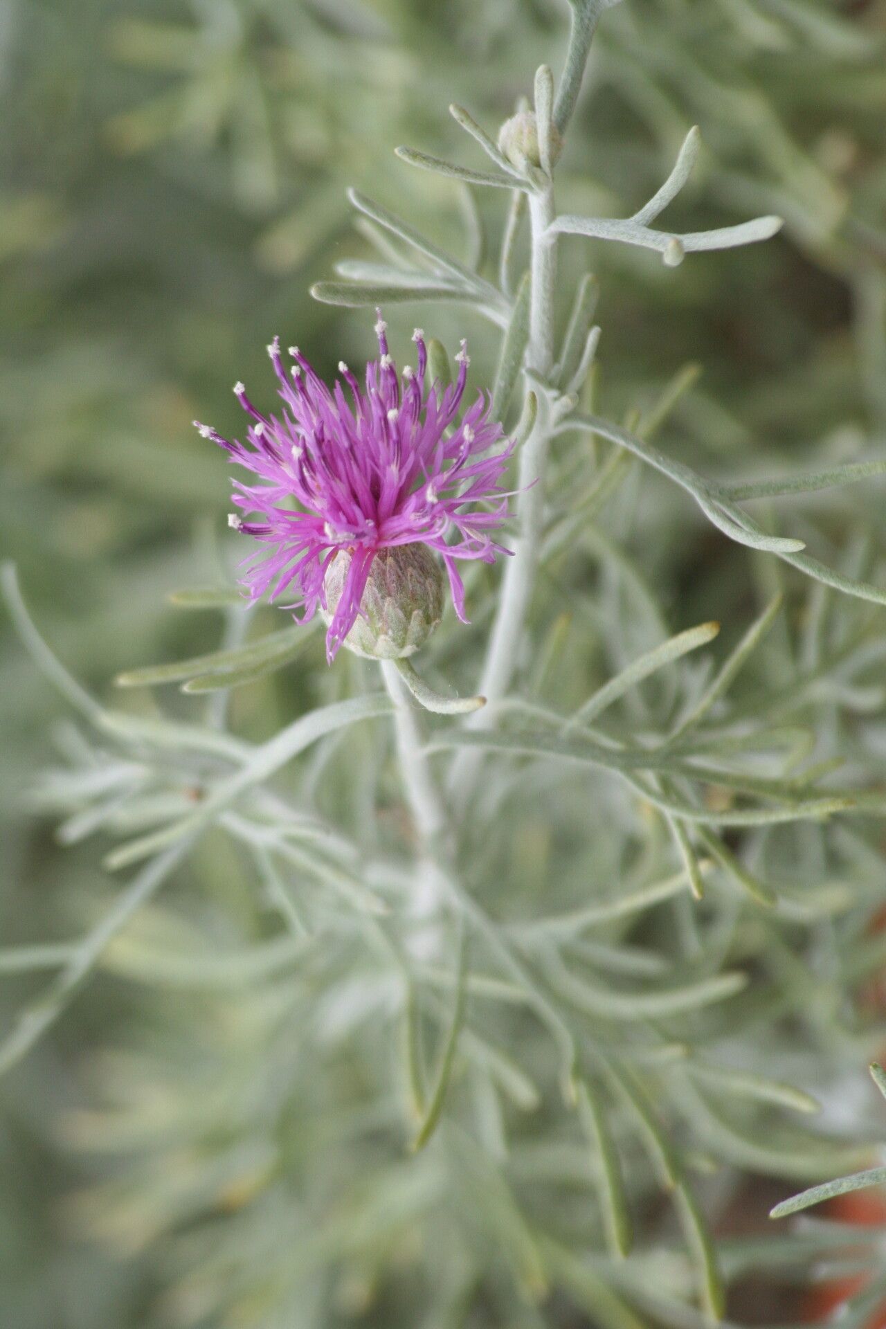Centaurea akamantis