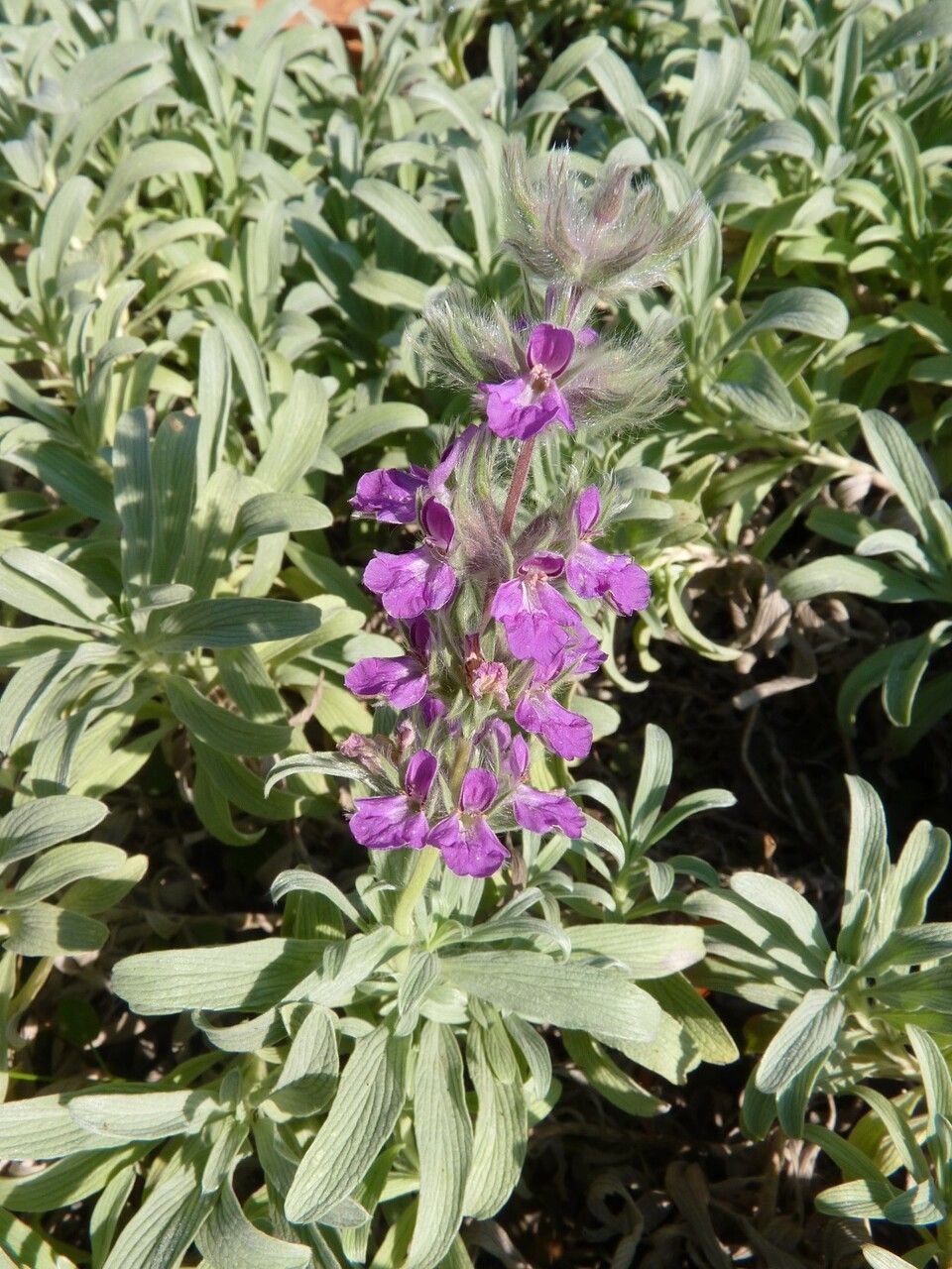 Stachys lavandulifolia other