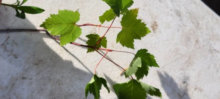 Acer glabrum — search result for 'Acer'