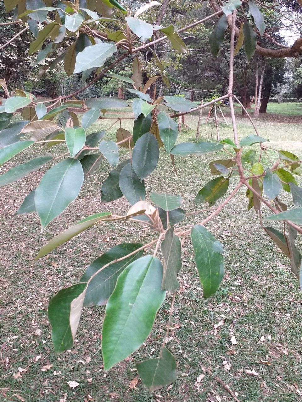 Croton megalocarpus — search result for 'Kenya'
