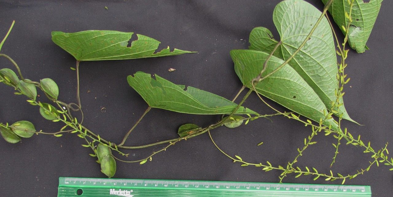 Dioscorea polygonoides other