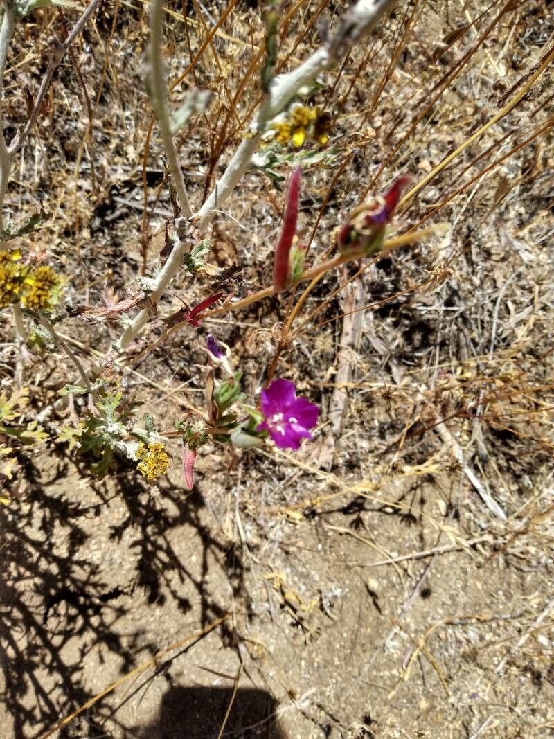 Clarkia purpurea flower
