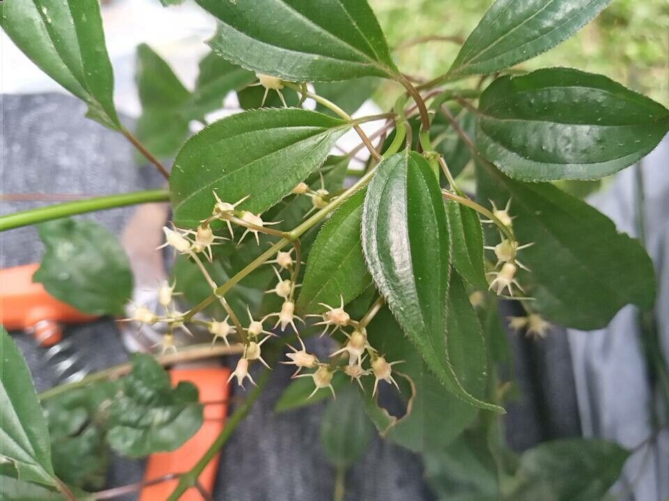 Leandra laevigata — houseplant care guide