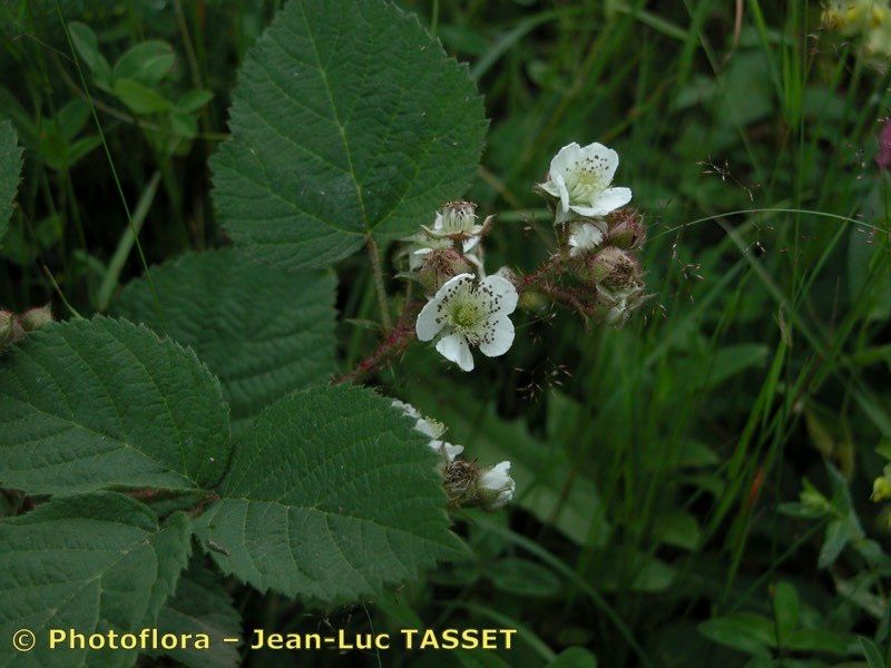 Rubus guentheri flower