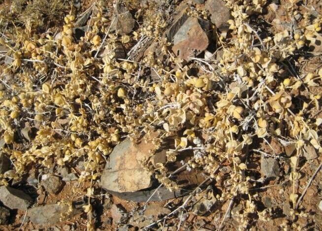 Mesembryanthemum sladenianum habit