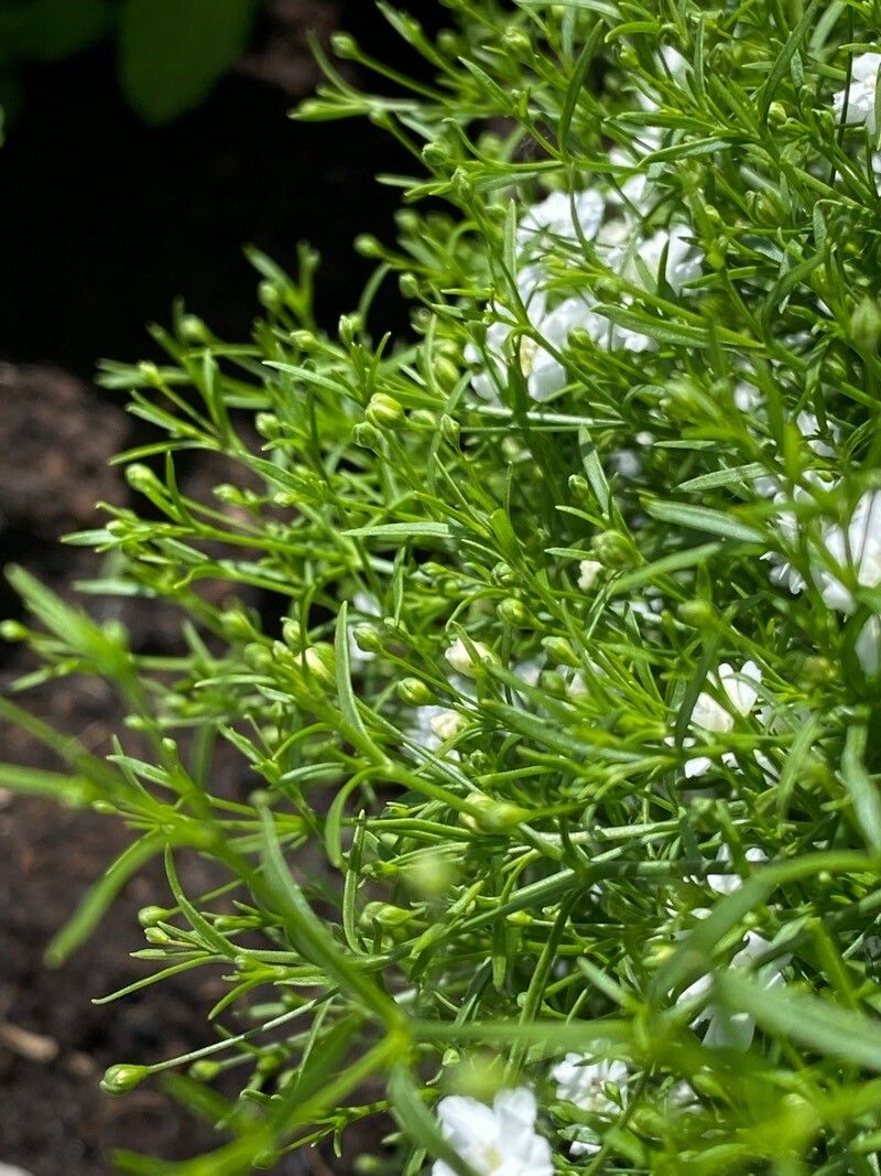 Heliosperma pusillum leaf
