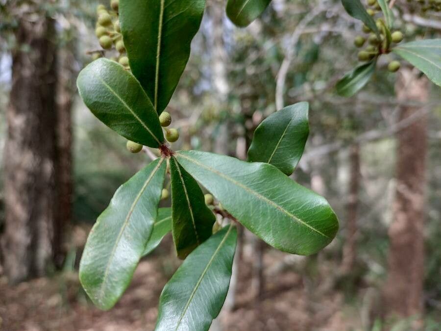 Myrsine howittiana — search result for 'Southern New South Wales'