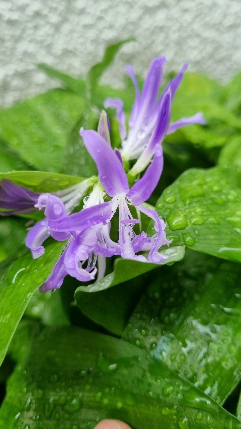 Griffinia liboniana flower