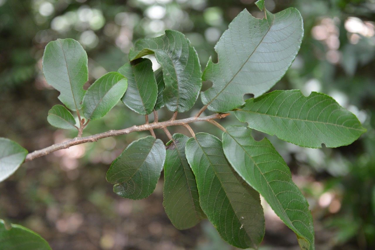 Zuelania guidonia — search result for 'Salicaceae'