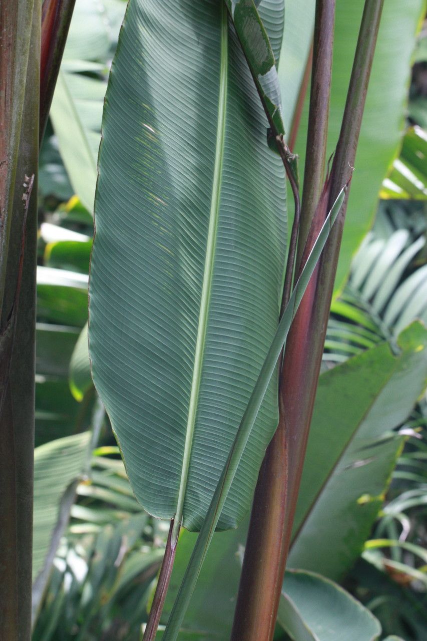 Heliconia longa — search result for 'Heliconia'