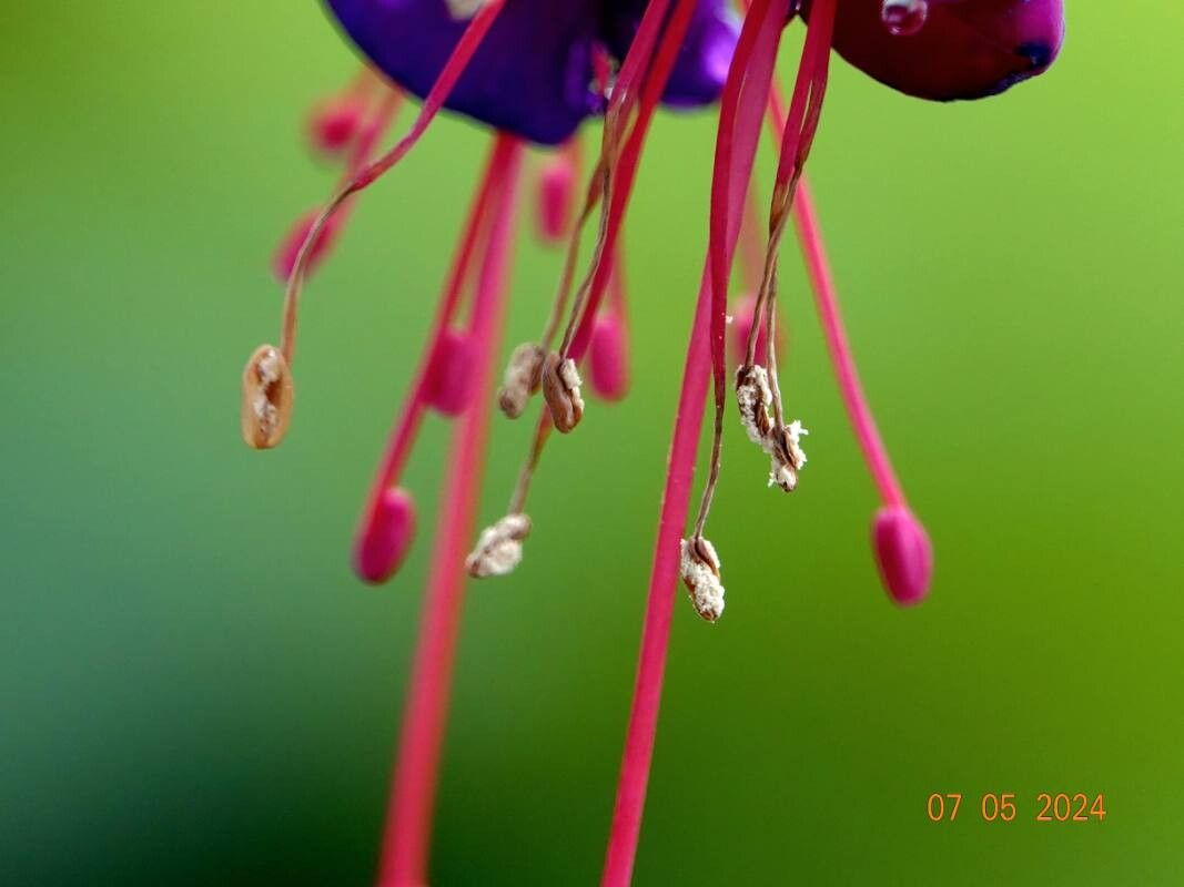 Fuchsia × standishii fruit