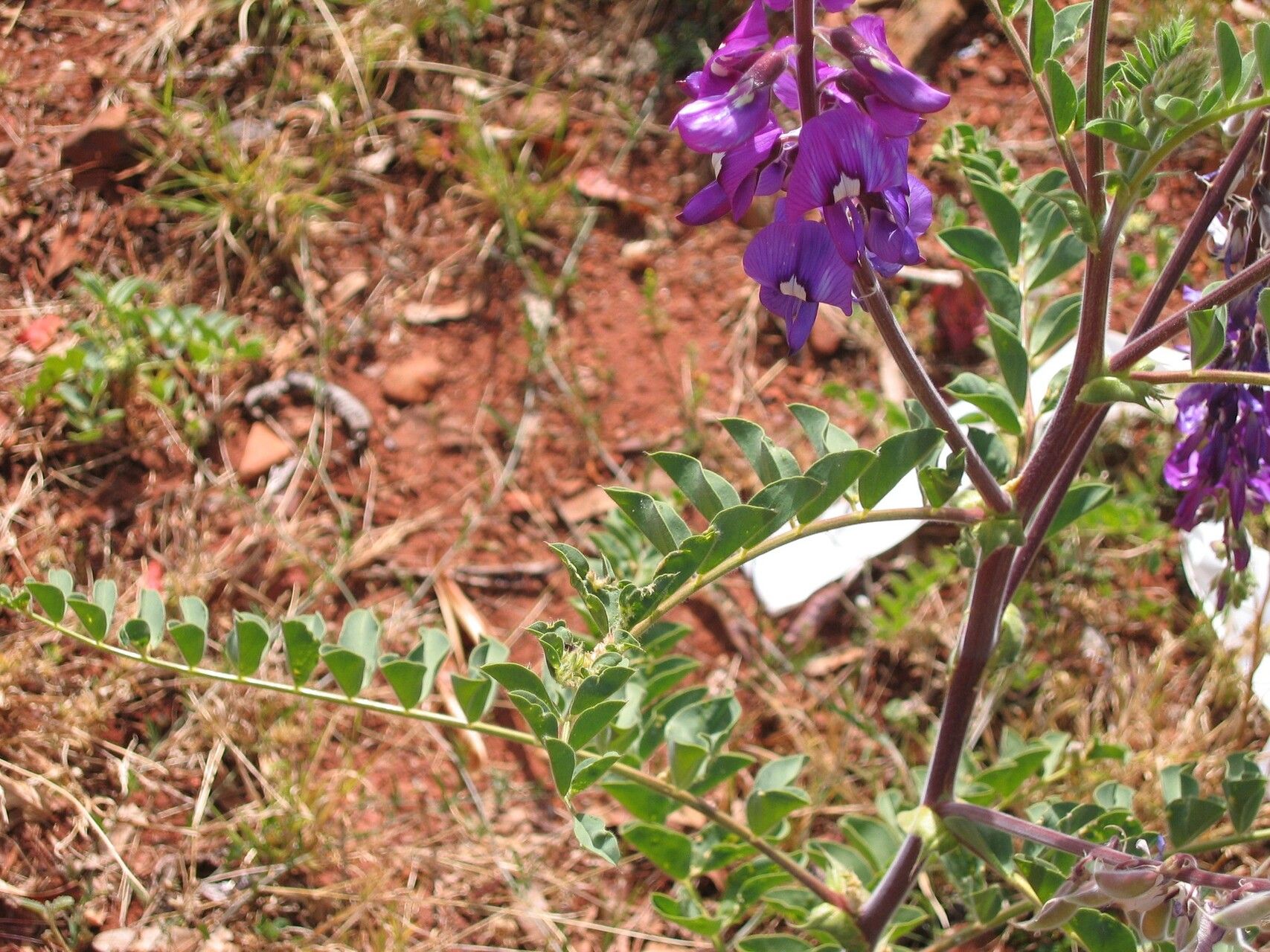 Swainsona maccullochiana habit