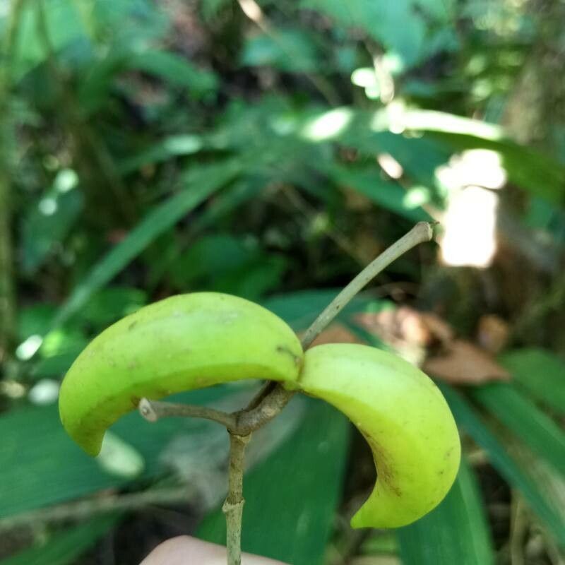 Tabernaemontana alfaroi fruit