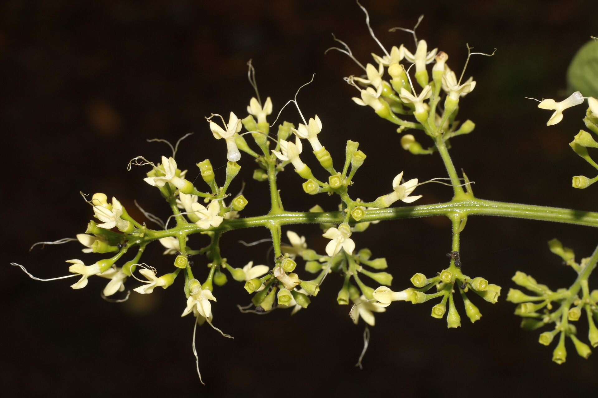 Aegiphila mollis flower