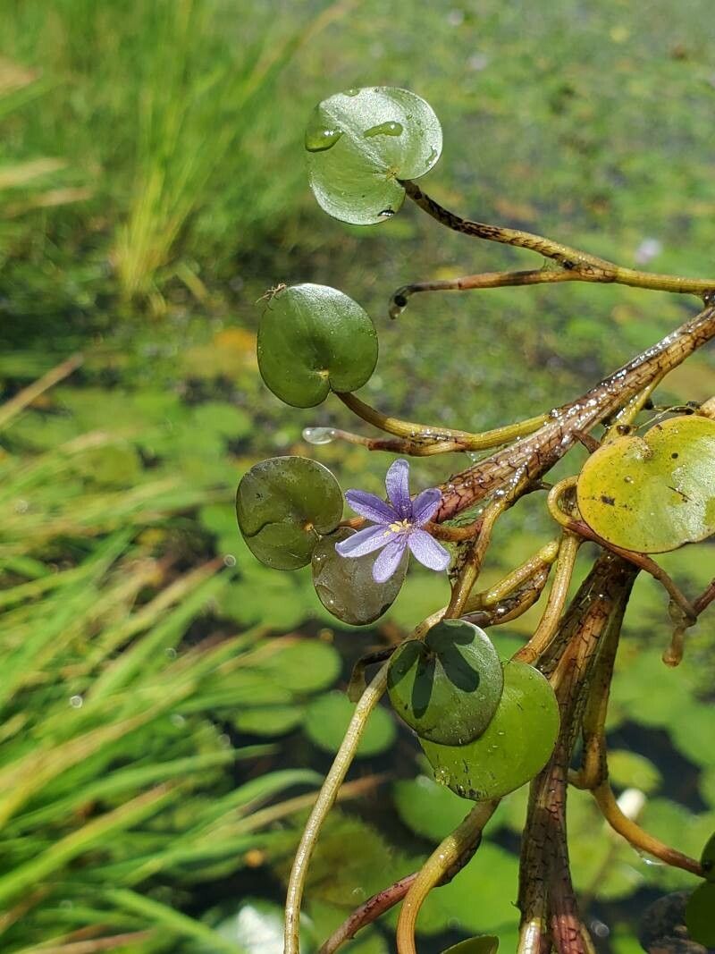 Pontederia natans — search result for 'Pontederia'