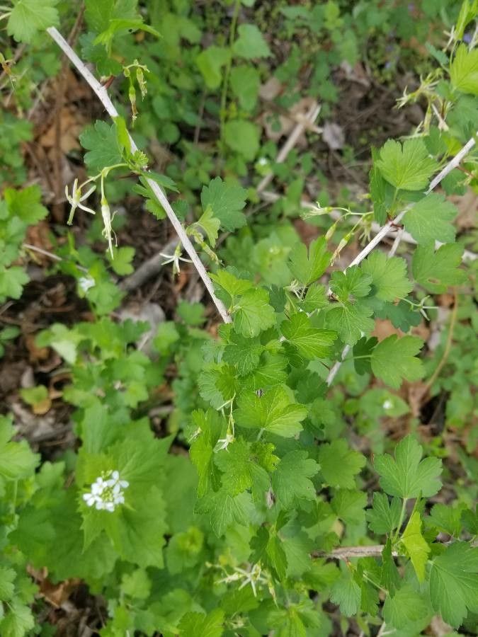 Ribes missouriense flower