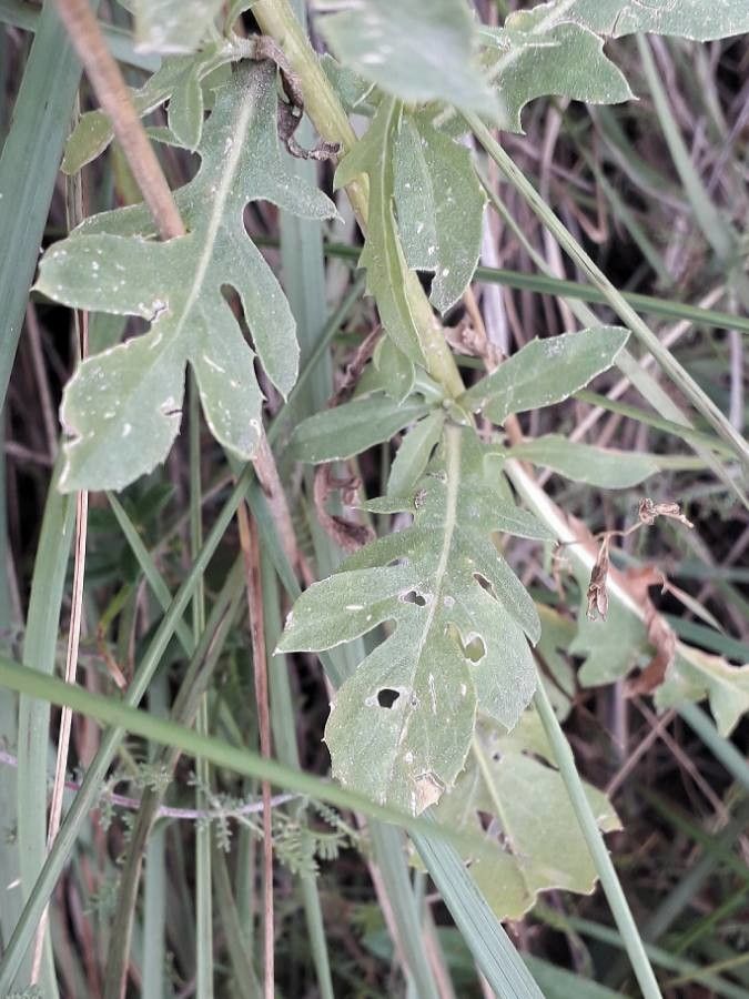 Centaurea aspera leaf